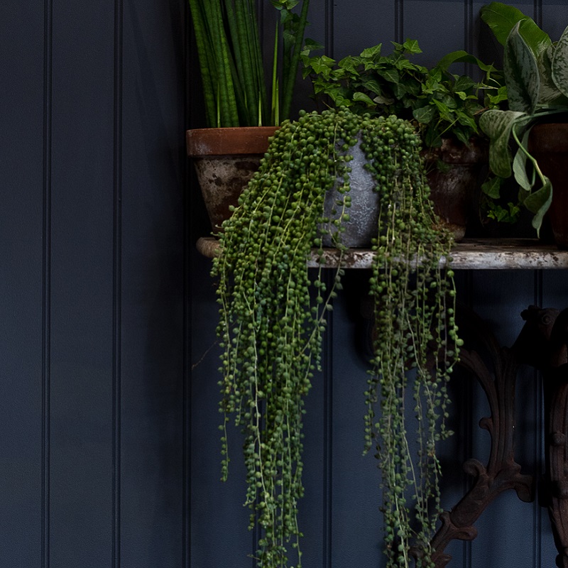 Green plants on a shelf in front of dark coloured wall